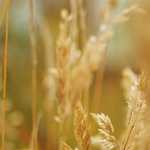 Casino Roulette Francese